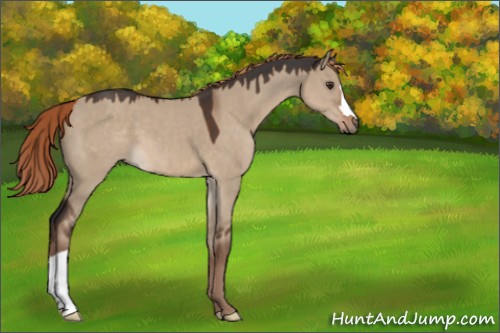 Horse Color:Liver Red Dun 