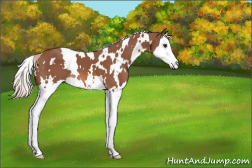 Horse Color:White Spotted Chestnut Splash 