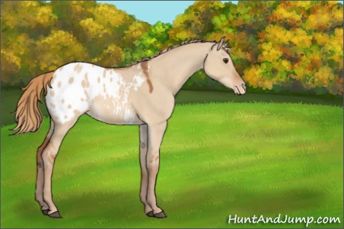 Horse Color:Red Dun Appaloosa 