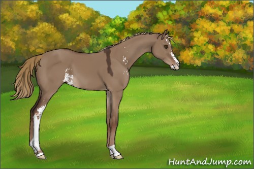Horse Color:Liver Red Dun Sabino 