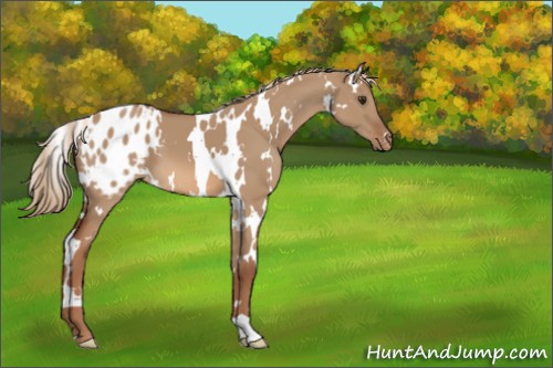 Horse Color:White Spotted Red Dun Appaloosa 