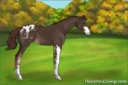 Horse Color:Liver Chestnut Sabino Appaloosa 