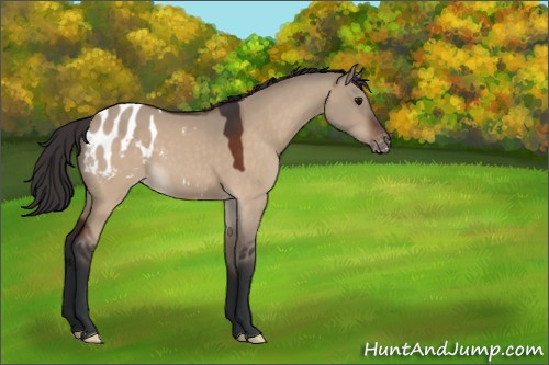 Horse Color:Bay Dun Appaloosa 