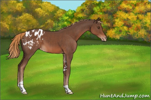 Horse Color:Liver Chestnut Sabino Appaloosa 