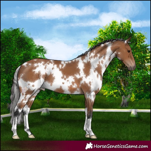 Horse Color:White Spotted Bay 