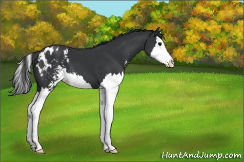 Horse Color:Black Sabino Splash Varnish 