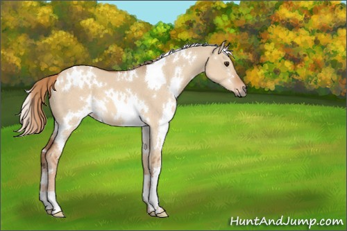 Horse Color:White Spotted Red Dun 