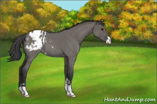 Horse Color:Grullo Roan Sabino Appaloosa 