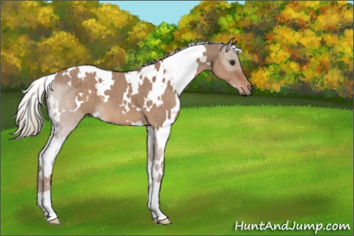 Horse Color:White Spotted Liver Red Dun 