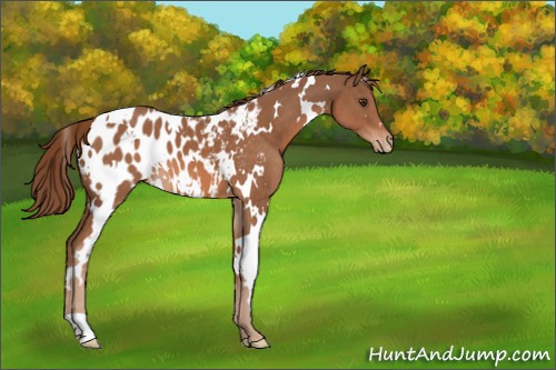 Horse Color:White Spotted Chestnut Appaloosa 