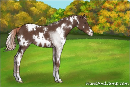 Horse Color:White Spotted Liver Chestnut Sabino Appaloosa 