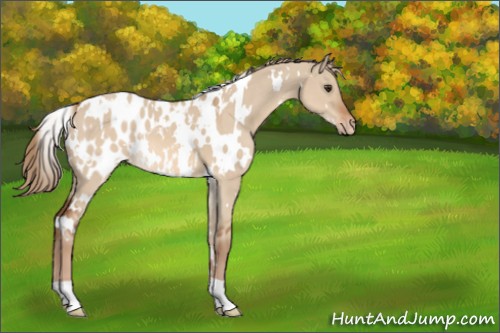 Horse Color:White Spotted Red Dun Appaloosa 
