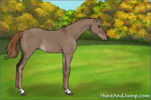 Horse Color:Liver Red Dun 