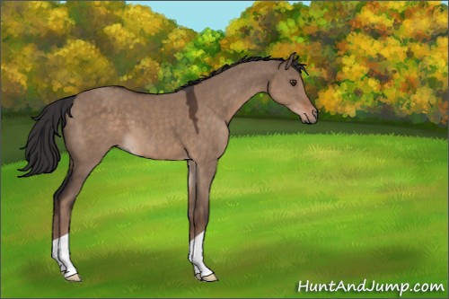 Horse Color:Liver Red Dun 