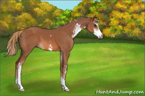 Horse Color:Chestnut Sabino 