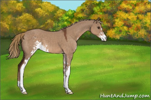 Horse Color:Liver Red Dun Sabino 