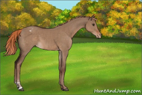 Horse Color:Liver Red Dun Sabino Appaloosa 