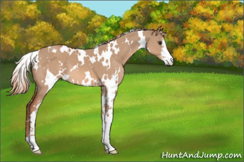 Horse Color:White Spotted Red Dun Sabino 
