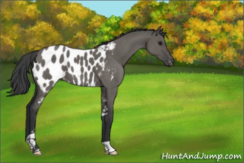 Horse Color:Grullo Sabino Appaloosa 