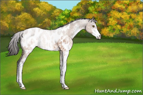 Horse Color:White Spotted Brown Dun Sabino Appaloosa 