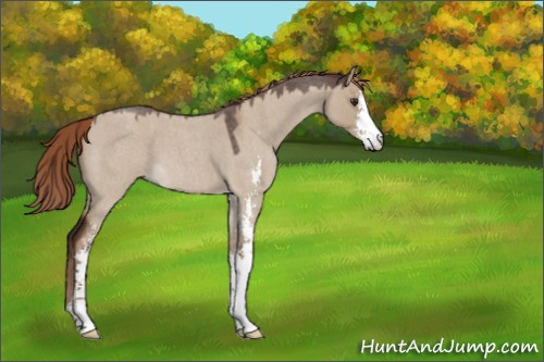 Horse Color:Liver Red Dun Roan Sabino 