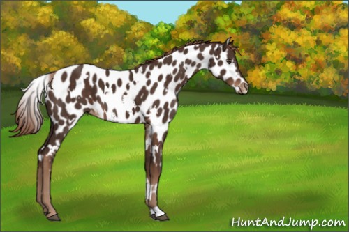 Horse Color:White Spotted Liver Chestnut Appaloosa 