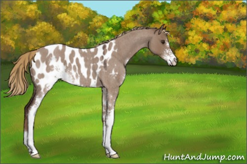 Horse Color:Liver Red Dun Roan Sabino Appaloosa 
