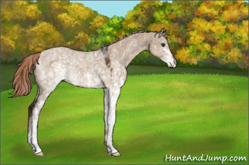 Horse Color:White Spotted Liver Red Dun 