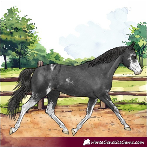 Horse Color:Black Sabino Appaloosa 