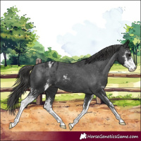 Horse Color:Black Sabino Appaloosa 