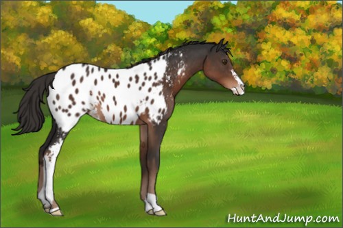 Horse Color:Liver Chestnut Sabino Appaloosa 