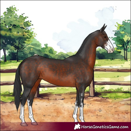 Horse Color:Brown Sabino