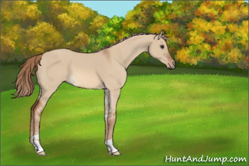 Horse Color:Red Dun Sabino 
