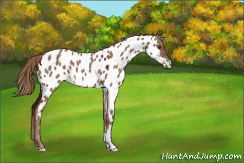 Horse Color:Liver Red Dun Appaloosa 