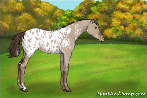 Horse Color:White Spotted Liver Red Dun Appaloosa 