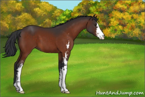 Horse Color:Brown Sabino 
