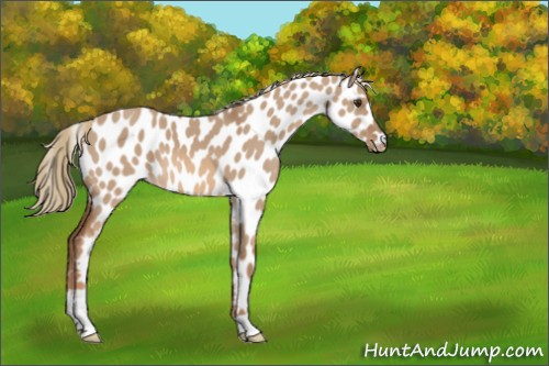 Horse Color:Red Dun Appaloosa 