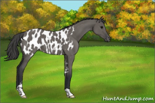 Horse Color:Grullo Sabino Appaloosa 