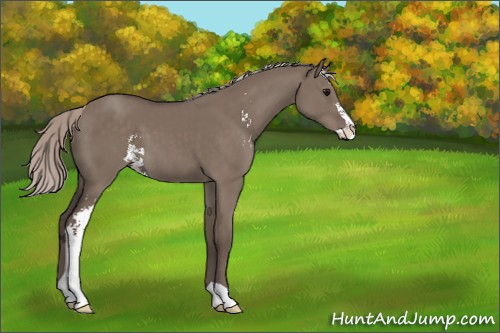 Horse Color:Silver Grullo Sabino 