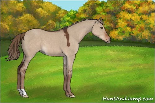 Horse Color:Liver Red Dun 