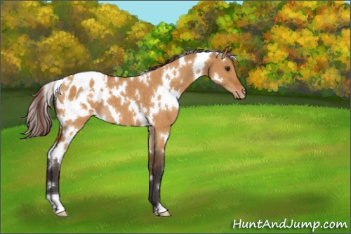 Horse Color:White Spotted Buckskin Dun Appaloosa 
