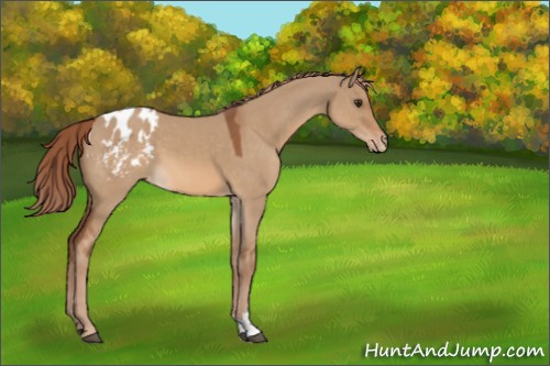 Horse Color:Red Dun Sabino Appaloosa 