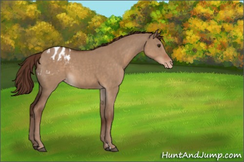 Horse Color:Liver Red Dun Sabino Appaloosa 