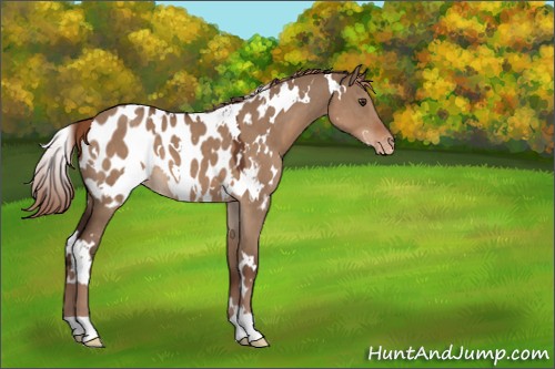 Horse Color:White Spotted Liver Red Dun Appaloosa 