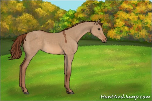 Horse Color:Red Dun 