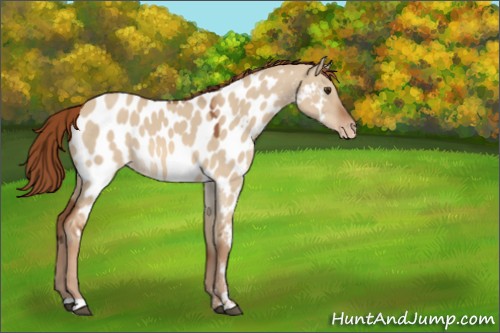 Horse Color:Red Dun Sabino Appaloosa 
