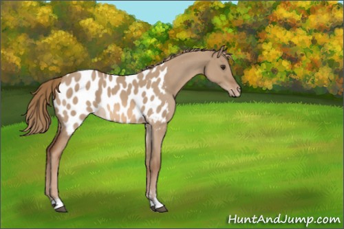 Horse Color:Red Dun Roan Sabino Appaloosa 