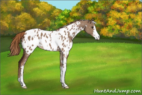 Horse Color:White Spotted Liver Red Dun Sabino Appaloosa 