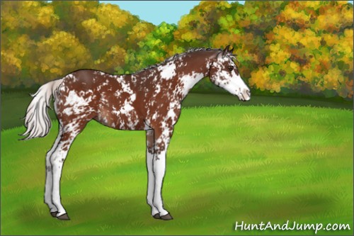 Horse Color:Silver Brown Sabino 
