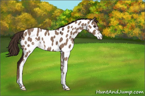Horse Color:Liver Red Dun Sabino Appaloosa 